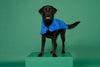 Dog Jacket - Puddles Blue
